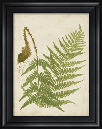 Framed Fern Trio I Print