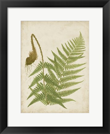 Framed Fern Trio I Print