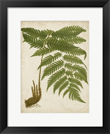 Framed Fern Trio II Print