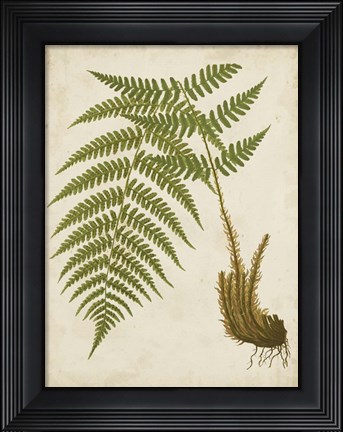 Framed Fern Trio III Print