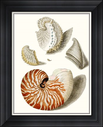 Framed Collected Shells I Print