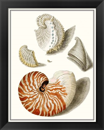 Framed Collected Shells I Print