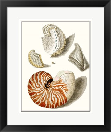 Framed Collected Shells I Print