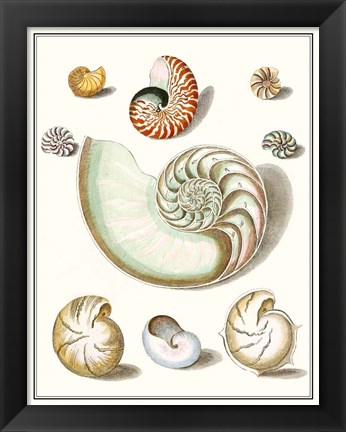 Framed Collected Shells II Print