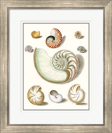 Framed Collected Shells II Print
