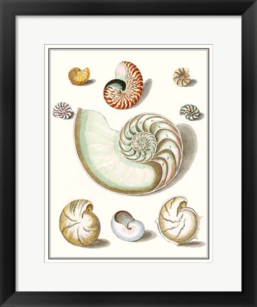 Framed Collected Shells II Print