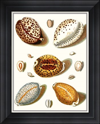 Framed Collected Shells III Print