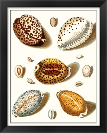 Framed Collected Shells III Print