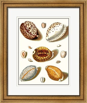 Framed Collected Shells III Print