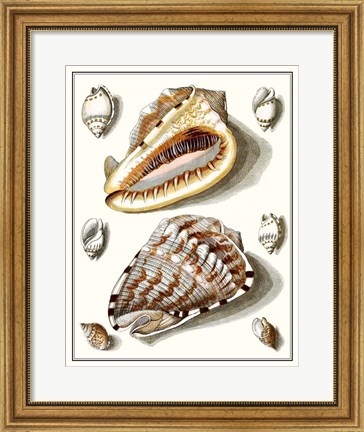 Framed Collected Shells IV Print