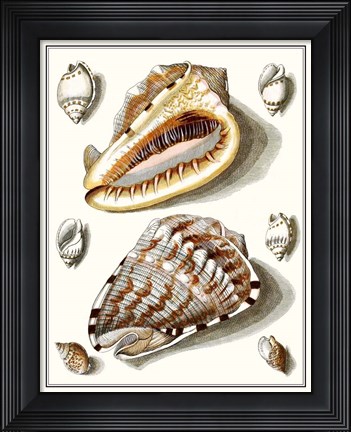 Framed Collected Shells IV Print