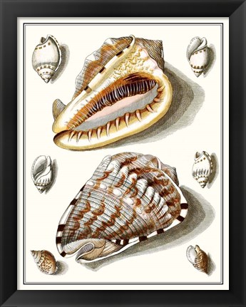 Framed Collected Shells IV Print