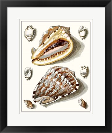 Framed Collected Shells IV Print