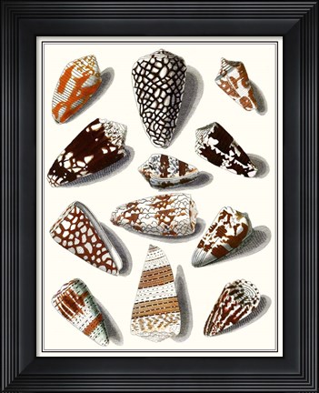 Framed Collected Shells V Print