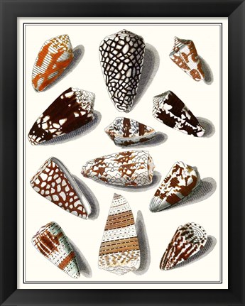 Framed Collected Shells V Print