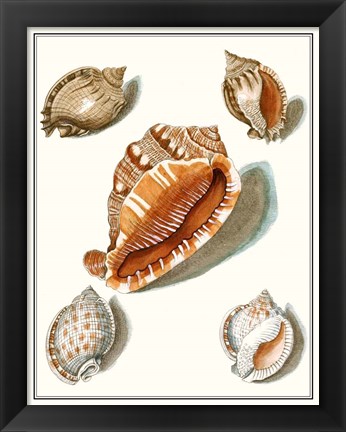 Framed Collected Shells VII Print