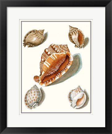 Framed Collected Shells VII Print