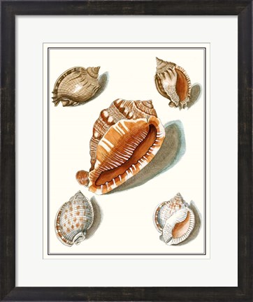 Framed Collected Shells VII Print