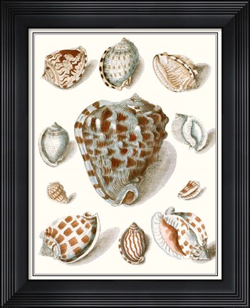 Framed Collected Shells VIII Print