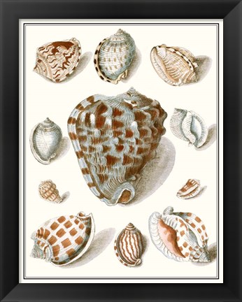 Framed Collected Shells VIII Print