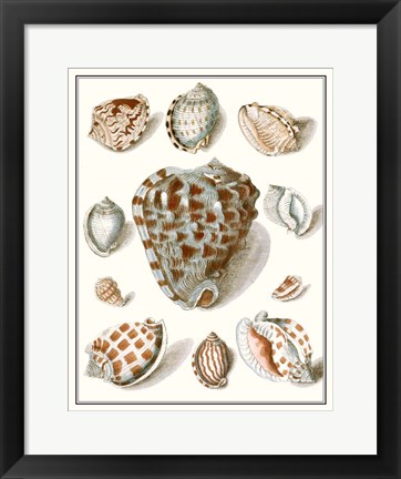 Framed Collected Shells VIII Print