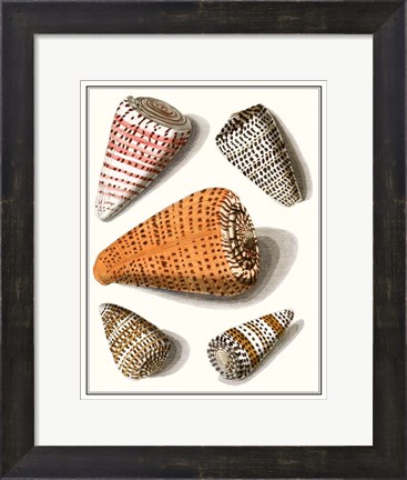 Framed Collected Shells IX Print