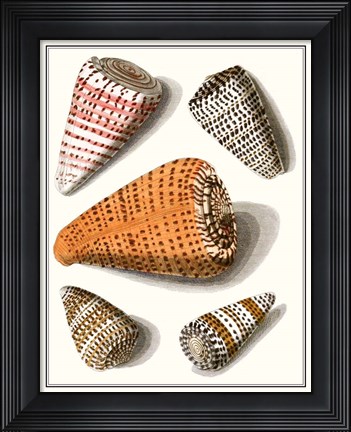 Framed Collected Shells IX Print