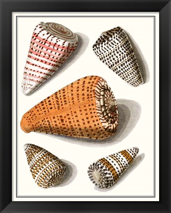 Framed Collected Shells IX Print