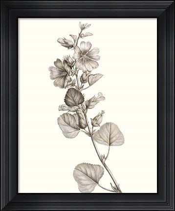 Framed Neutral Botanical Study I Print