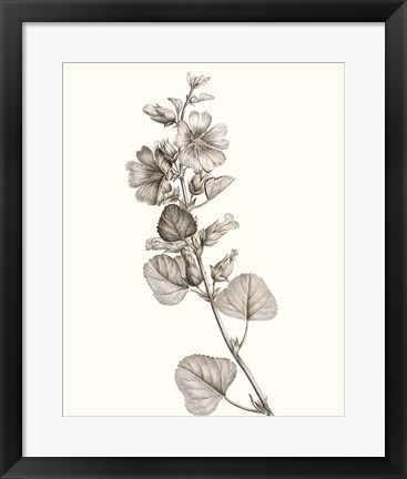 Framed Neutral Botanical Study I Print