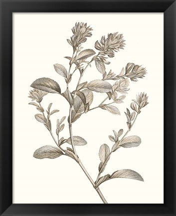 Framed Neutral Botanical Study II Print