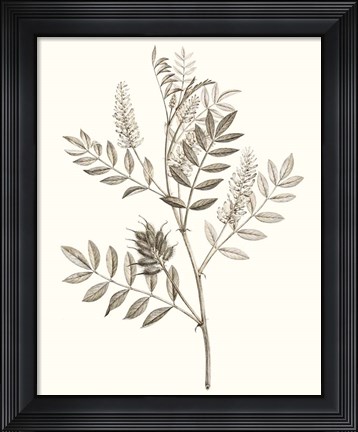 Framed Neutral Botanical Study III Print
