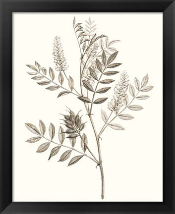 Framed Neutral Botanical Study III Print