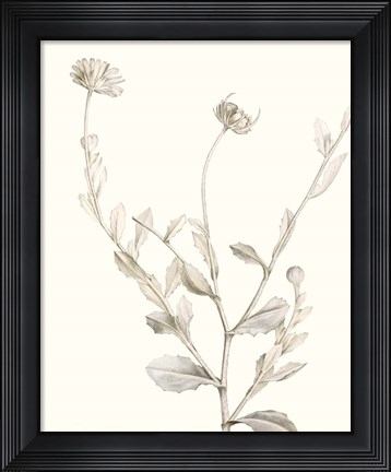 Framed Neutral Botanical Study IV Print