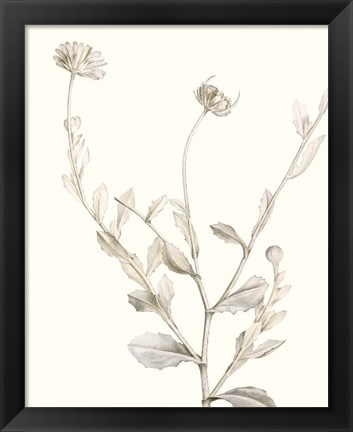 Framed Neutral Botanical Study IV Print