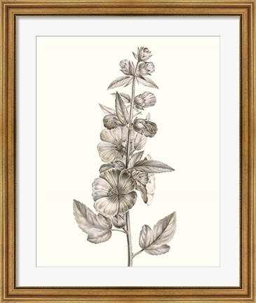 Framed Neutral Botanical Study V Print
