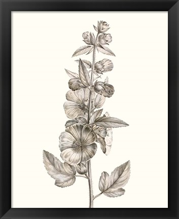 Framed Neutral Botanical Study V Print