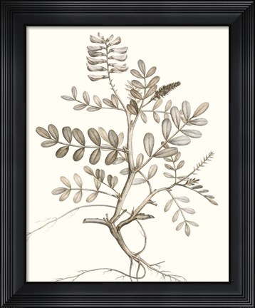 Framed Neutral Botanical Study VI Print