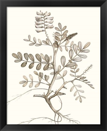 Framed Neutral Botanical Study VI Print