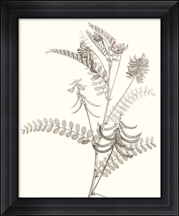 Framed Neutral Botanical Study VII Print