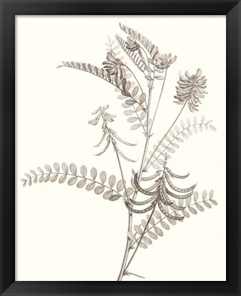 Framed Neutral Botanical Study VII Print