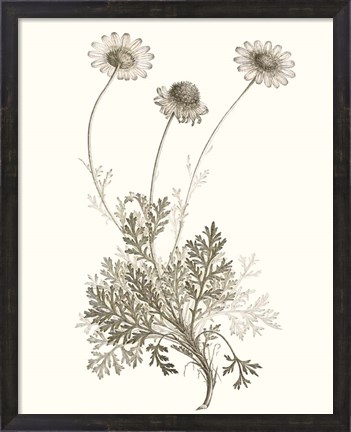 Framed Neutral Botanical Study VIII Print
