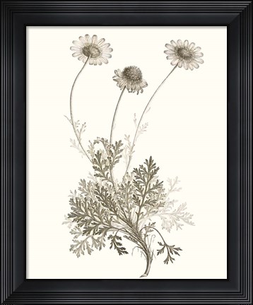 Framed Neutral Botanical Study VIII Print
