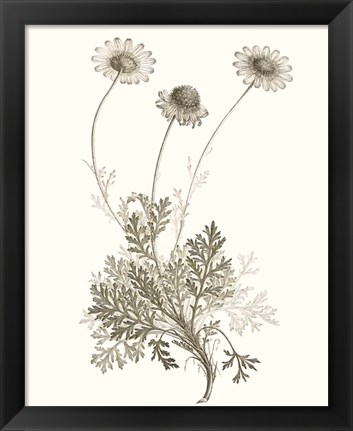 Framed Neutral Botanical Study VIII Print