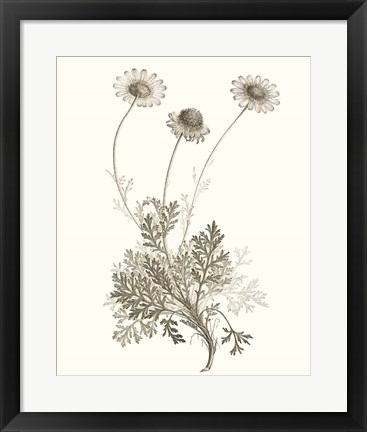 Framed Neutral Botanical Study VIII Print