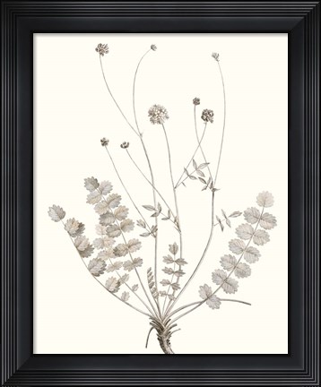 Framed Neutral Botanical Study IX Print