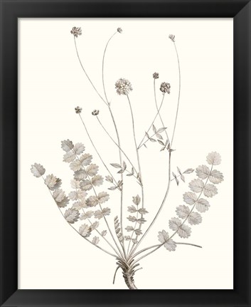 Framed Neutral Botanical Study IX Print
