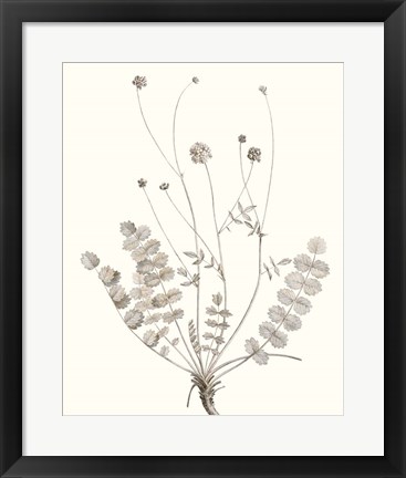 Framed Neutral Botanical Study IX Print