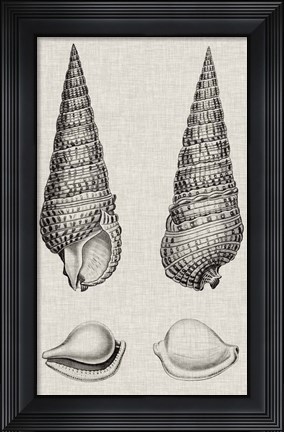 Framed Charcoal &amp; Linen Shells I Print