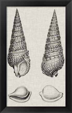 Framed Charcoal &amp; Linen Shells I Print